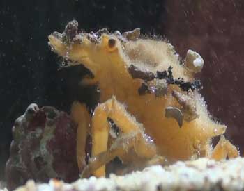 Picture of Decorator Crab