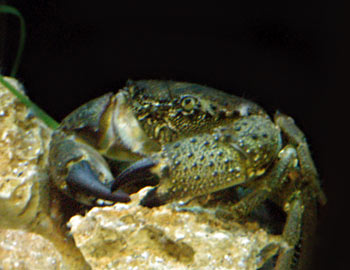 Picture of Yellow Crab (Eriphia verrucosa)