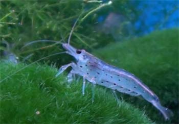 Picture of Ghost Shrimp