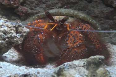 Picture of Hermit crab