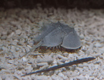 Picture of Horseshoe Crab