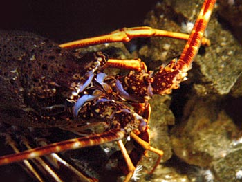 Picture of a European Spiny Lobster (Palinurus elephas)