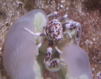 Picture of Porcelain Crab