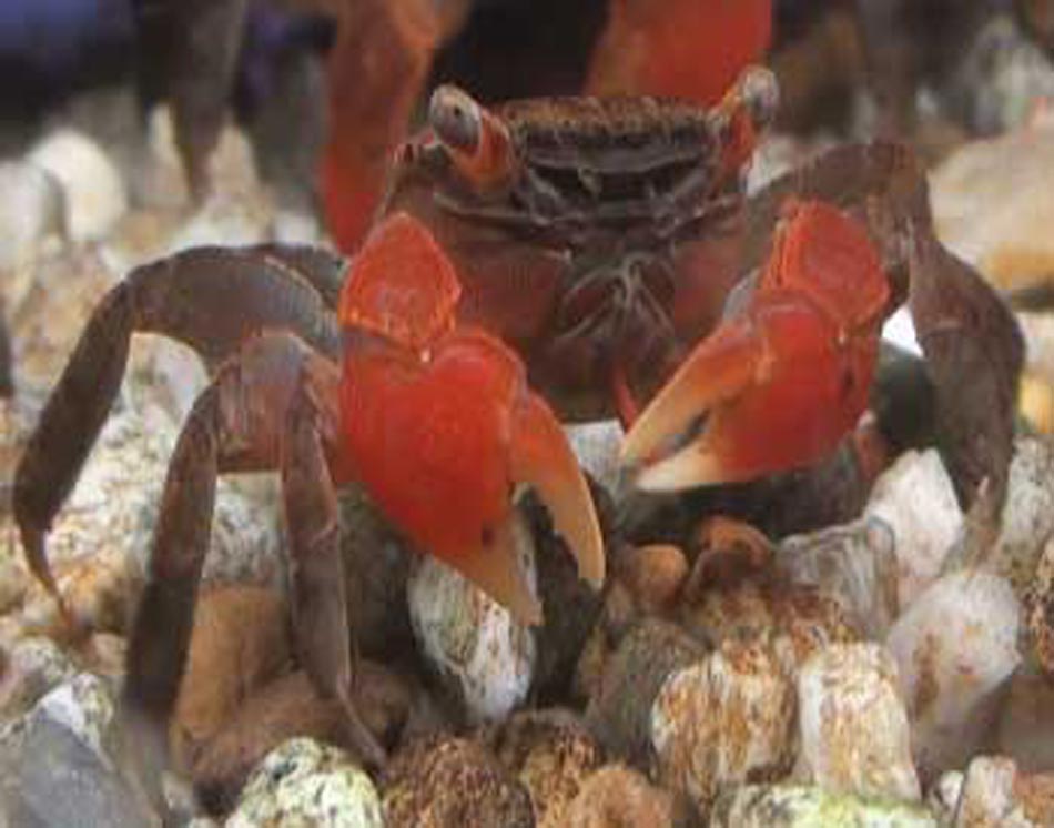 Picture of Red Clawed Crab
