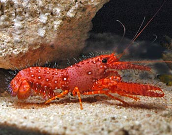 Picture of Red Hairy lobster