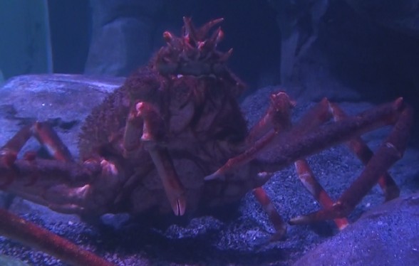 Picture of Red King Crab