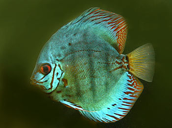 Picture of Discus Fish