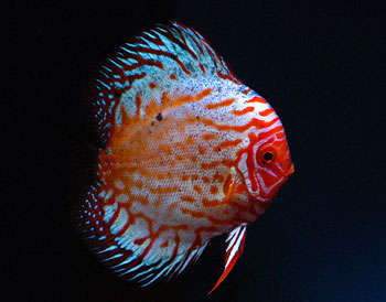Picture of Spotted Strawberry Discus