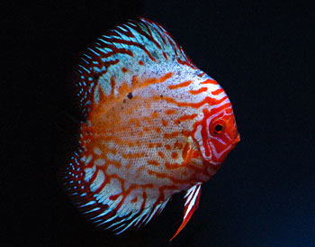 Picture of Spotted Strawberry Discus