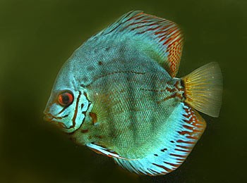 Picture of Brown Discus