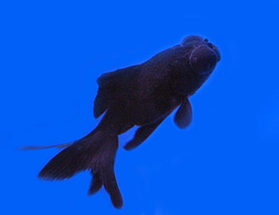 Black Moor Goldfish