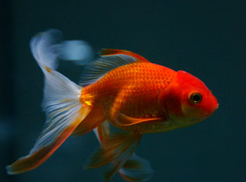 Picture of a Goldfish