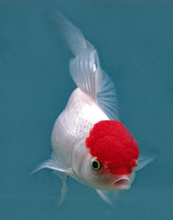 Picture of an Oranda Goldfish