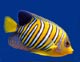 Fish Species - Angelfish Image