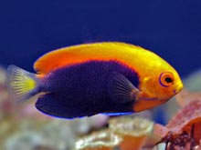 Angelfish Fish Species