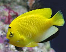 Angelfish Picture - Fish Species