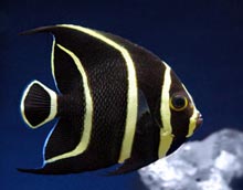 Angelfish Species