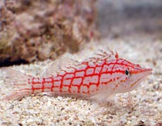 Aquarium Fish Species Photo