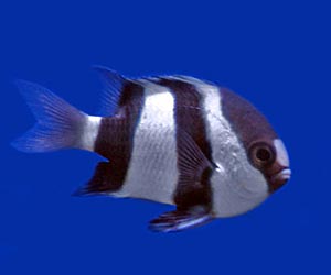 Aquarium Fish Image