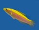 Fish Species - Aquarium Fish Image