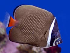 Aquarium Fish Species Image