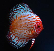 Fish Species Picture - Discus Fish