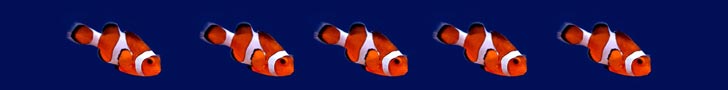 Clown Fish Image