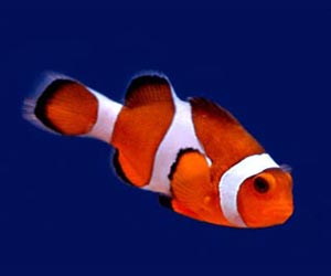 Clown Fish Picture