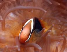 Clown Fish Image