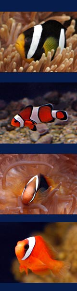 Clown Fish Pictures