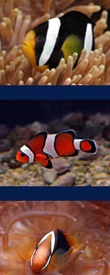 Clown Fish Image