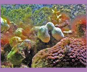 Coral Picture