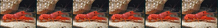 Crustaceans Image