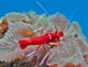 Fish Species - Crustaceans Image