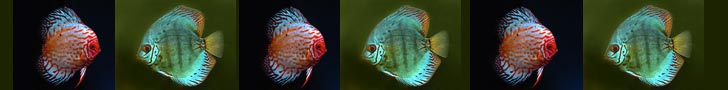 Discus Fish Image