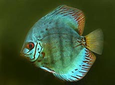 Discus Fish Species