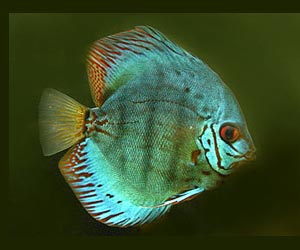 Discus Fish Picture