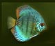 Fish Species - Discus Fish Image