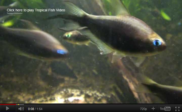 Emperor Tetra Video