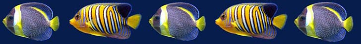 Saltwater Fish Image