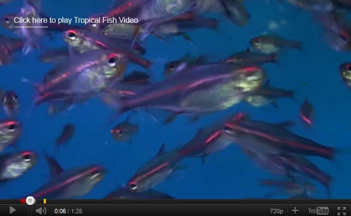Glowlight Tetra Video