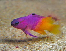 tropical pet fish types