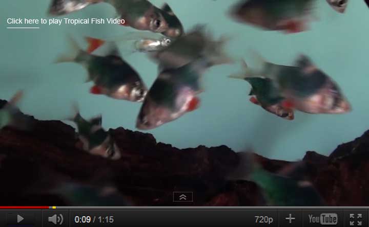 Green Tiger Barb Video