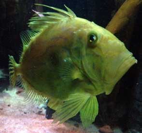 Picture of John Dory Fish