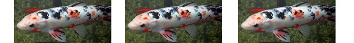 Koi Fish Image