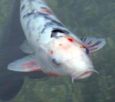 Koi Fish Image