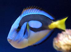 Saltwater Fish Species