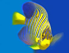 Saltwater Fish Picture