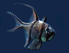 Saltwater Fish Species Image