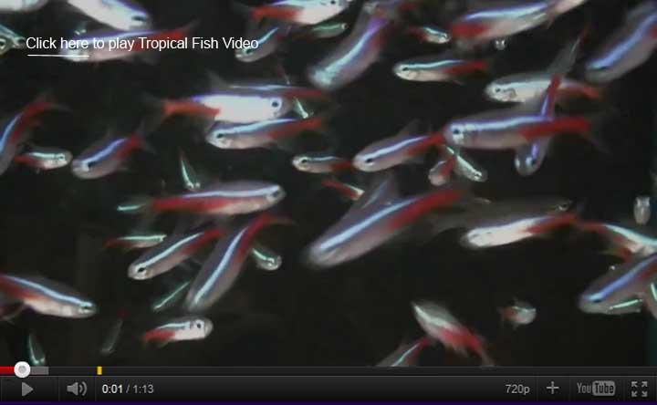Neon Tetra Video